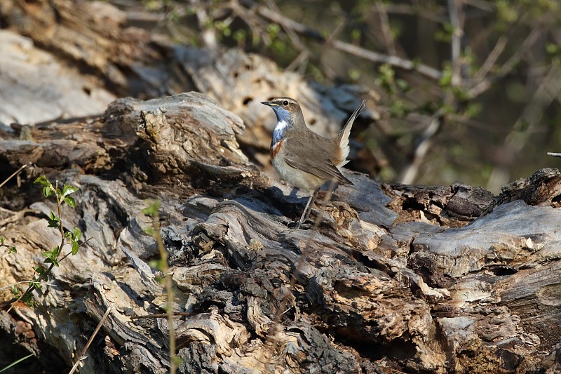 蓝喉(Luscinia svecica)德国