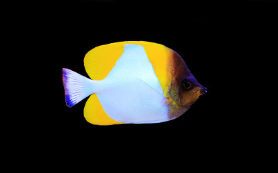 金字塔蝴蝶鱼，水族馆里美丽的热带鱼