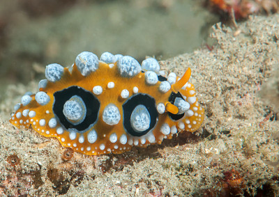 有眼疣的蛞蝓(phyllidia ocellata)在海底爬行。