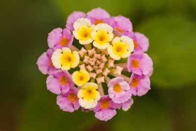 马樱丹属花