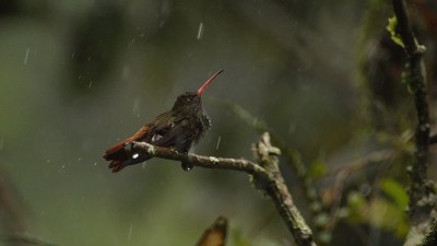 雨中的红尾蜂鸟