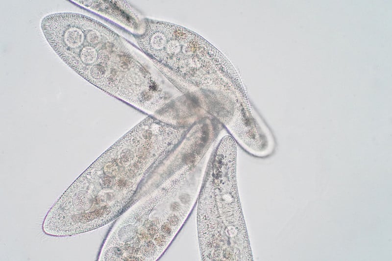 尾草履虫是显微镜下的单细胞纤毛原生动物和细菌属