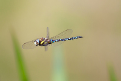 男性流动小贩(Aeshna mixta)