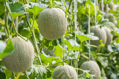 农场种植甜瓜