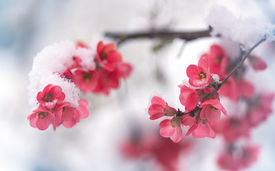 雪中的红色树花(日本榅桲)