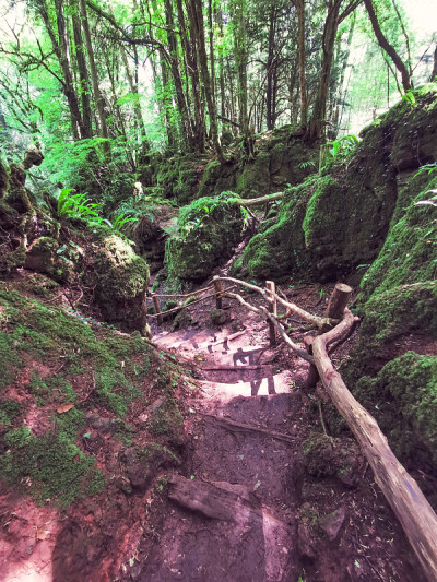 神奇的Puzzlewood