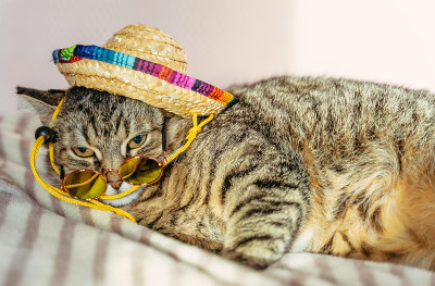 猫。戴着太阳镜和宽边帽的猫睡在床上。