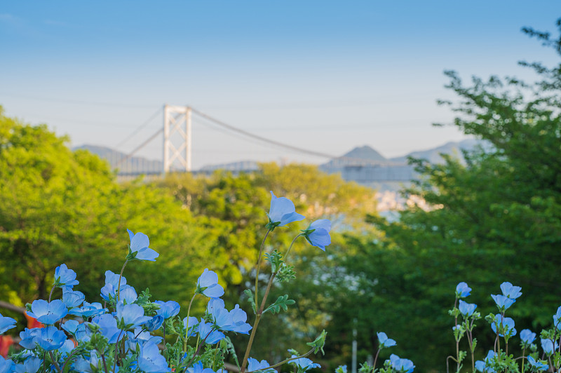 美丽的田花盛开的日山公园在春天