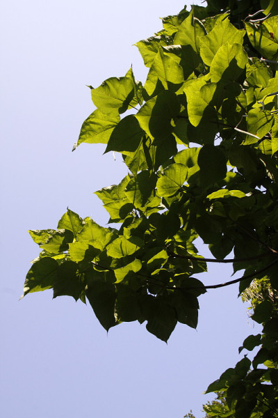 Pumpwood