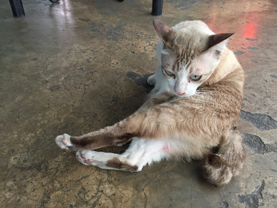 猫