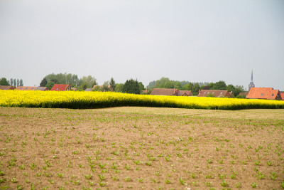 油菜田景观