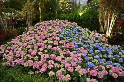 美丽的花朵