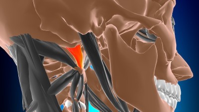 头直肌外侧肌解剖医学概念3D