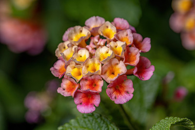 马缨花