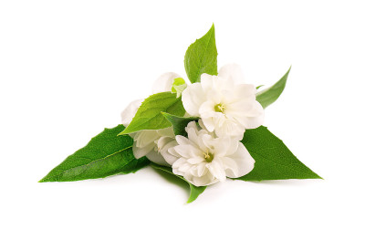 茉莉花孤立在白色背景上。茉莉花分支。