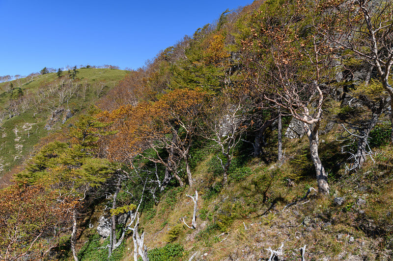 五石山的秋叶