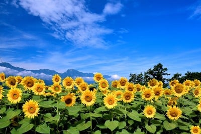 向日葵