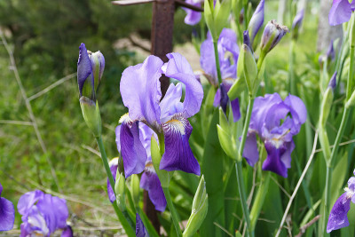 芝麻花,
