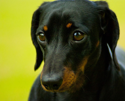 迷你腊肠犬