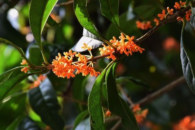 芳香的橄榄