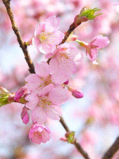 樱花