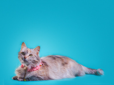 姜毛绒绒的猫在一个粉红色的项圈在蓝绿色的背景