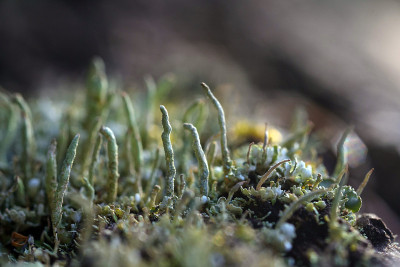Moss and lichen