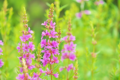 Lythrum