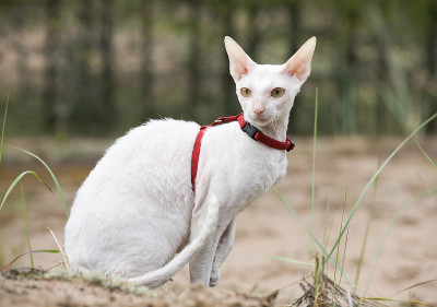 白色康沃尔雷克斯猫