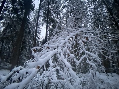白雪覆盖的树枝