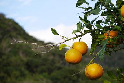 橙色