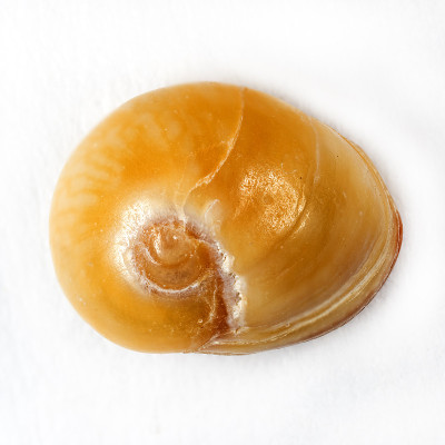 海贝壳