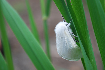 莫丝缎