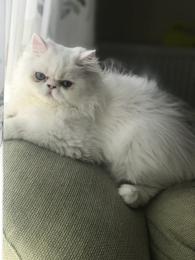 小猫