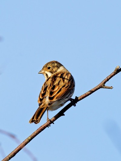 一只雌性石鳖(石鳖石鳖)坐在树枝上