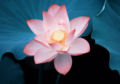 盛开的莲花