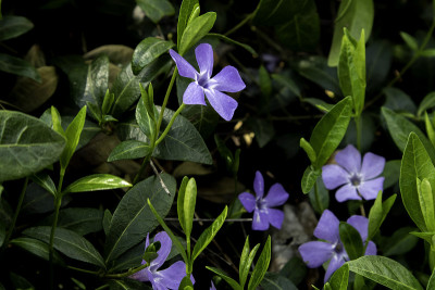 春天花园里小长春花的紫蓝色花。