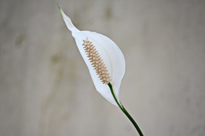 美丽的和平百合
