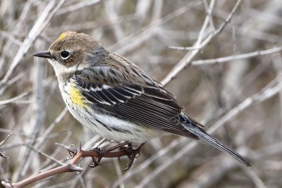 Yellow-rumped莺