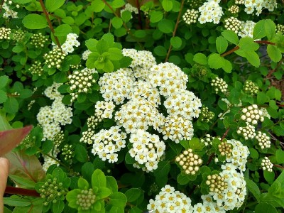 日本Spiraea Snowmound”