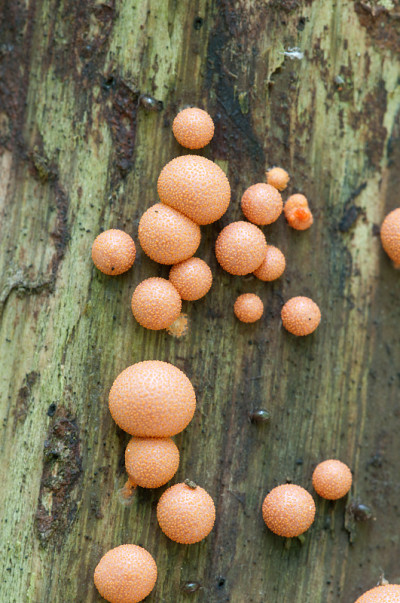 Lycogala epidendrum