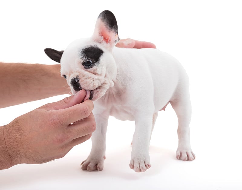 法国小牛头犬得到奖励，孤立