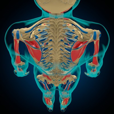 用于医学概念3D的肌肉起源和插入解剖骨骼