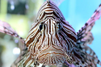 水族馆里美丽的狮子鱼