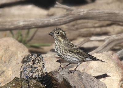 卡森雀(雌性)(haemorhous cassini)