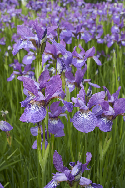 紫花鸢尾