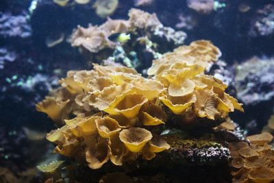 红色蘑菇珊瑚。Actinodiscus cardinalis