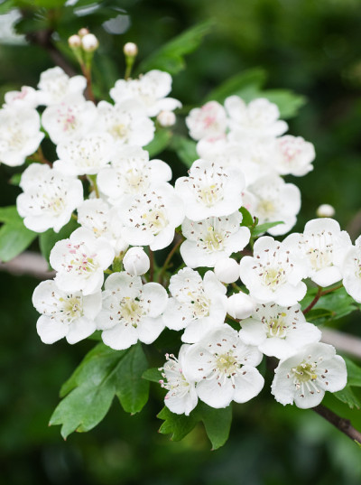 山楂花