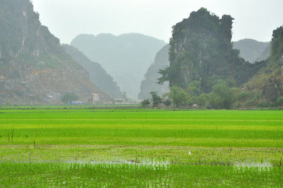 越南的风景。宁平的稻田和喀斯特塔