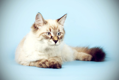 年轻美丽的猫品种涅瓦假面舞会在一个蓝色的背景